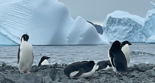 Apadrina un pingüino, la iniciativa por el Medio Ambiente del Ejército de Tierra