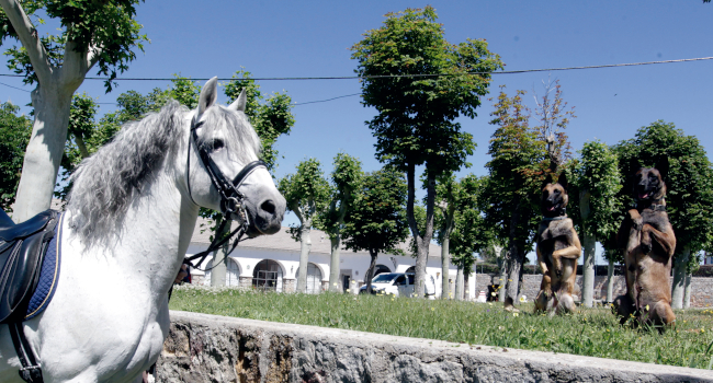 Acércate al Centro Militar de Cría Caballar de Ávila el martes 3 de junio