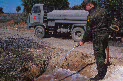 Medio Ambiente - Otras - REFORESTACIÓN